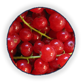 Rote Johannisbeer-Apfelkonfitüre