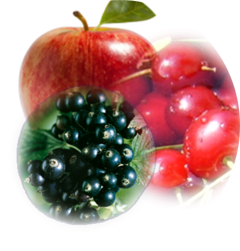 Alma-feketeribiszke-meggy lekvár