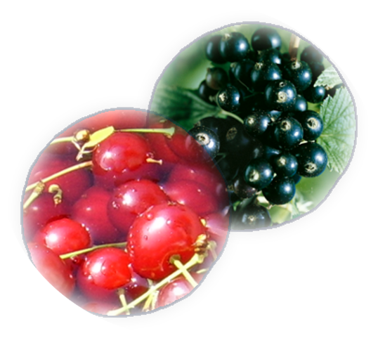 Meggy-fekete ribizli lekvár