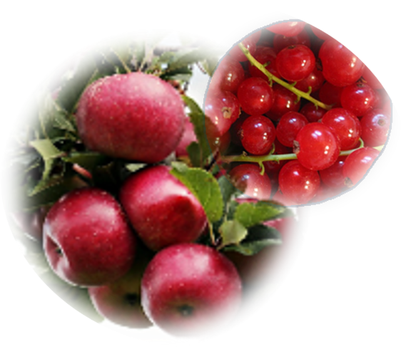 Piros ribiszke-alma lekvár