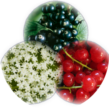 Piros, fekete ribiszke ivólé bodzavirággal